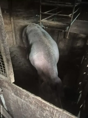 Vand scroafa Pietrain  - imagine 3