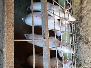 Vand soldani marele alb