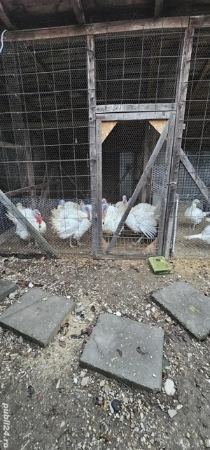 Curcani de Vanzare Bio