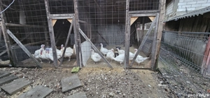 Curcani de Vanzare Bio - imagine 3