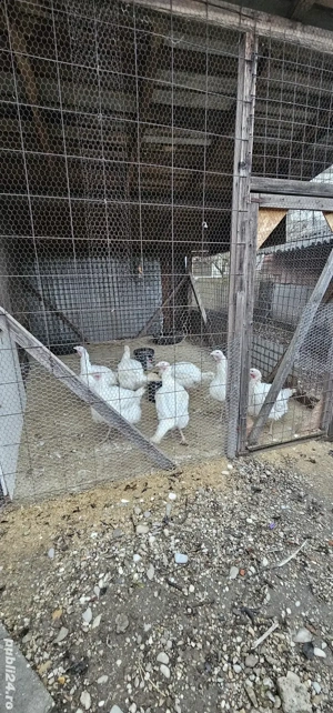 Curcani de Vanzare Bio - imagine 2