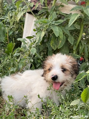 Pui Bishon Havanez - imagine 5 Pui Bishon Havanez - imagine 5