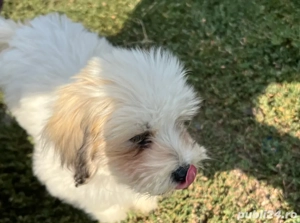 Pui Bishon Havanez