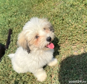 Pui Bishon Havanez - imagine 4 Pui Bishon Havanez - imagine 4