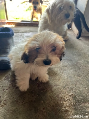 Pui Bishon Havanez - imagine 2 Pui Bishon Havanez - imagine 2