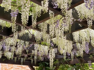 Vilă spectaculoasă de vânzare - Platou Găvana - imagine 13