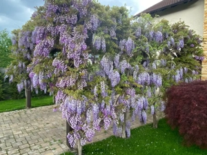 Vilă spectaculoasă de vânzare - Platou Găvana - imagine 11