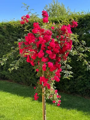 Vilă spectaculoasă de vânzare - Platou Găvana - imagine 12