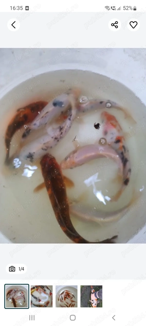 Lichidare iaz crap si caras  pret 50% - imagine 4