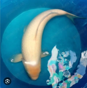 Lichidare iaz crap si caras  pret 50% - imagine 3