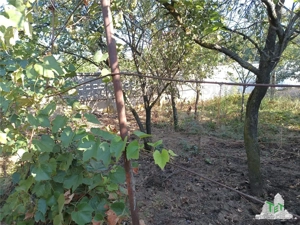 Teren intravilan cu deschidere mare, aflat in Petrachioaia IF, ideal pt. afaceri in HORECA sau pt. d - imagine 5