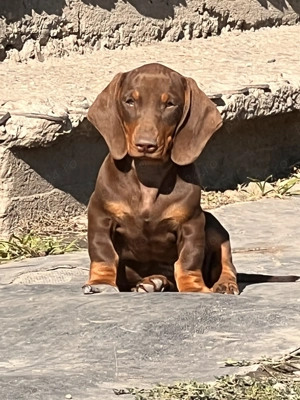 Femela teckel disponibila