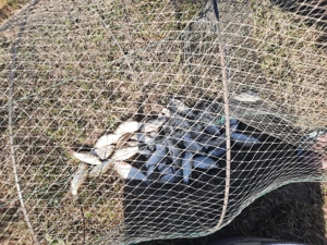 Puiet caras 2024-2025 - imagine 2 Puiet caras 2024-2025 - imagine 2