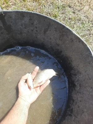 Puiet caras 2024-2025