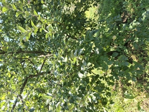 Vând gradina 90 meri