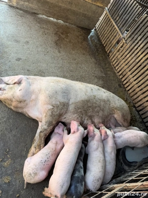 vând porci 