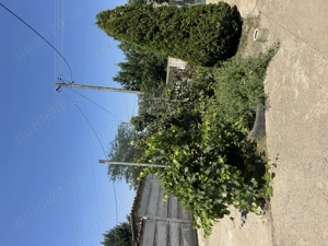 Casă de vânzare în sat Pietreni , jud Constanța  - imagine 9