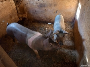vand 2 porci de 90 100kg