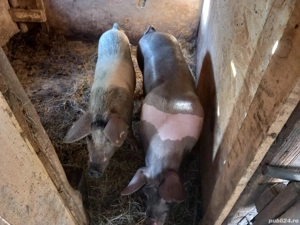vand 2 porci  - imagine 3