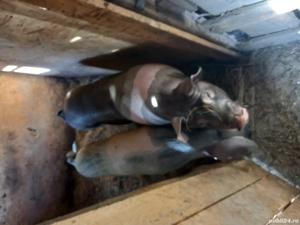 vand 2 porci  - imagine 2