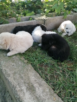 Donez căței mici de doua luni