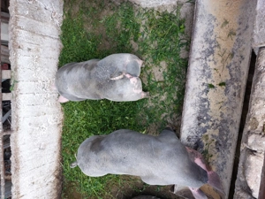 Scroafe rasa Pietrean