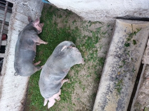 Scroafe rasa Pietrean - imagine 2