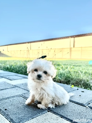 De vanzare Bichon maltez talie mica