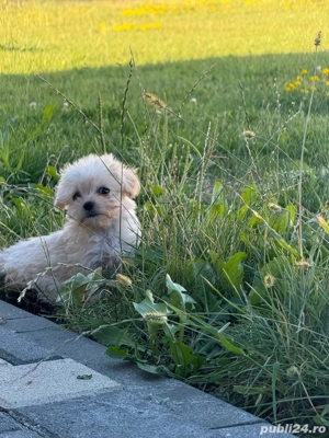 De vanzare Bichon maltez talie mica - imagine 4