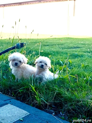 De vanzare Bichon maltez talie mica - imagine 3