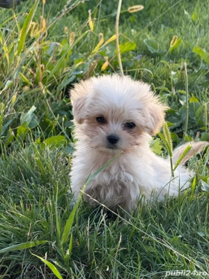 De vanzare Bichon maltez talie mica - imagine 5