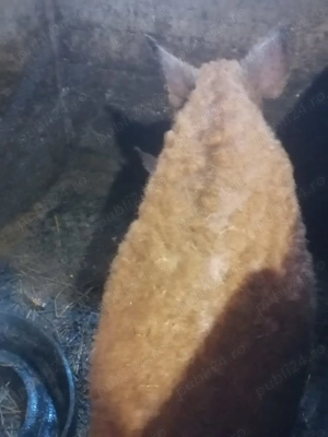 Vier mangalița - imagine 3 Vier mangalița - imagine 3