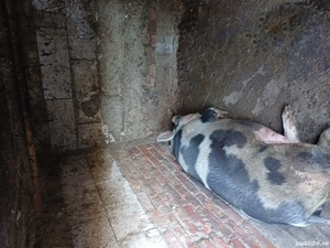 Porc de vanzare - imagine 5 Porc de vanzare - imagine 5