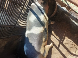 Porc de vanzare - imagine 3 Porc de vanzare - imagine 3