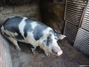 Porc de vanzare - imagine 2 Porc de vanzare - imagine 2