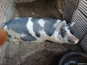 Porc de vanzare - imagine 4 Porc de vanzare - imagine 4