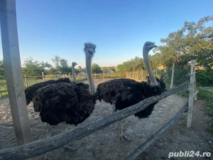 vand 3 struti  masculi sau schimb cu femele - imagine 3 vand 3 struti  masculi sau schimb cu femele - imagine 3