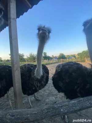 vand 3 struti  masculi sau schimb cu femele - imagine 5 vand 3 struti  masculi sau schimb cu femele - imagine 5