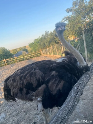 vand 3 struti  masculi sau schimb cu femele - imagine 2 vand 3 struti  masculi sau schimb cu femele - imagine 2