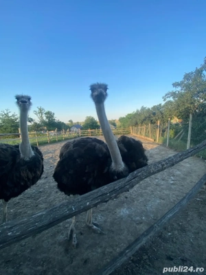 vand 3 struti  masculi sau schimb cu femele - imagine 4 vand 3 struti  masculi sau schimb cu femele - imagine 4