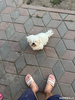 de vanzare pui bichon - imagine 3