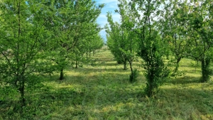 Casă de vânzare în Serbia, sat Vojvoda Stepa (10 minute de vama cu Jimbolia) - imagine 10 Casă de vânzare în Serbia, sat Vojvoda Stepa (10 minute de vama cu Jimbolia) - imagine 10