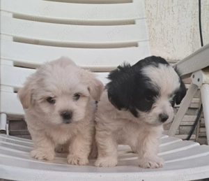 Bichoni de vanzare - imagine 2