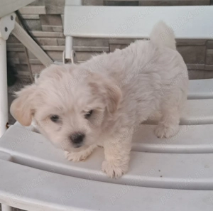 Bichoni de vânzare  - imagine 2