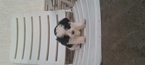 Bichoni de vanzare - imagine 5