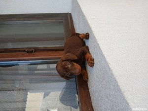 De vanzare  - imagine 5 De vanzare  - imagine 5