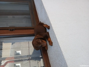 De vanzare  - imagine 3 De vanzare  - imagine 3