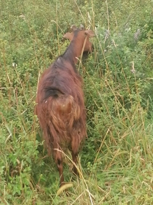 Capre de vanzare  - imagine 2