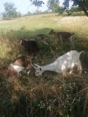 Capre de vanzare  - imagine 4