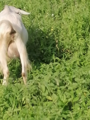 Capre de vanzare  - imagine 5